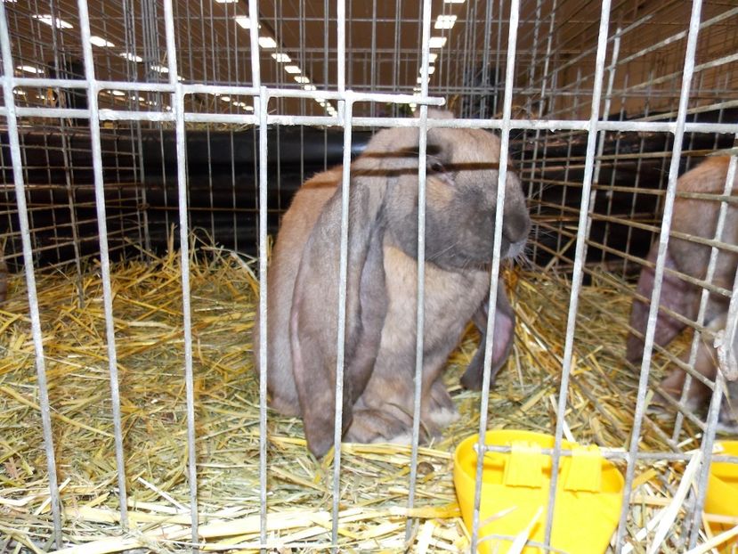  - EXPO-2017- NATIONALA AUSTRIEI WELS