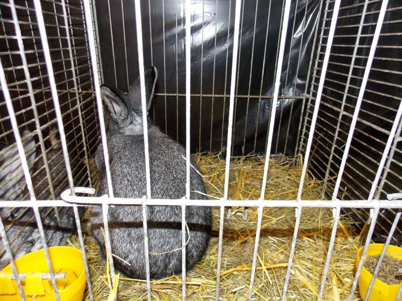  - EXPO-2017- NATIONALA AUSTRIEI WELS