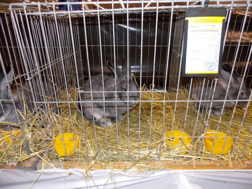  - EXPO-2017- NATIONALA AUSTRIEI WELS