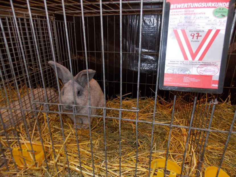  - EXPO-2017- NATIONALA AUSTRIEI WELS