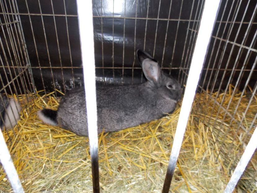  - EXPO-2017- NATIONALA AUSTRIEI WELS