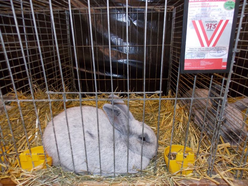  - EXPO-2017- NATIONALA AUSTRIEI WELS