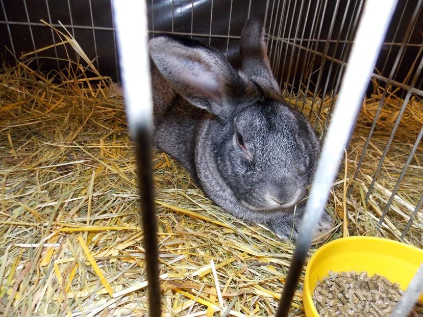  - EXPO-2017- NATIONALA AUSTRIEI WELS