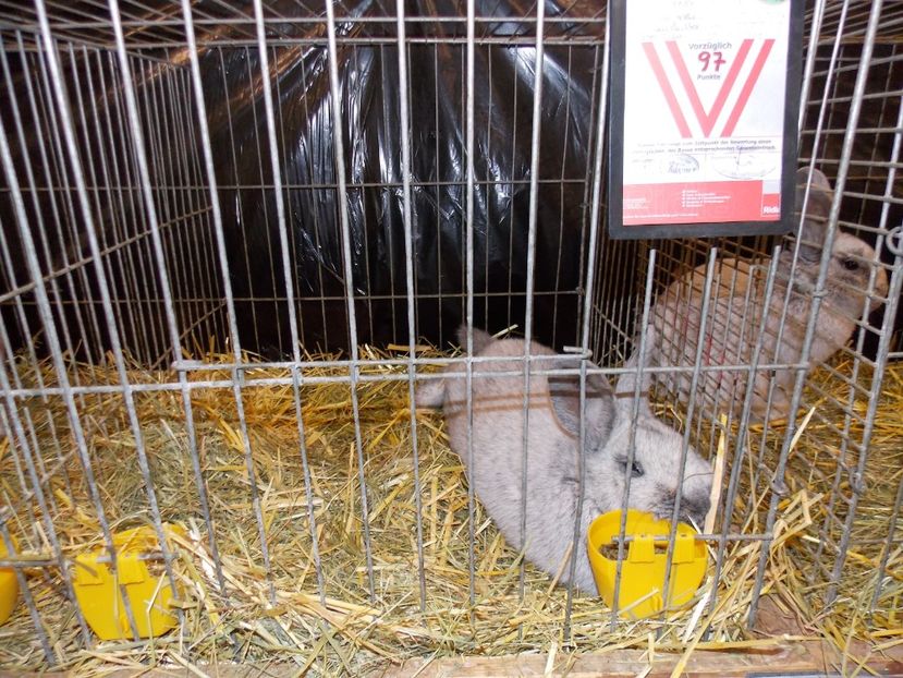  - EXPO-2017- NATIONALA AUSTRIEI WELS