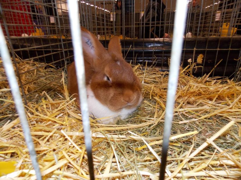  - EXPO-2017- NATIONALA AUSTRIEI WELS