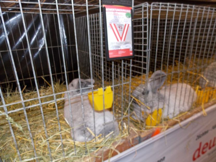  - EXPO-2017- NATIONALA AUSTRIEI WELS