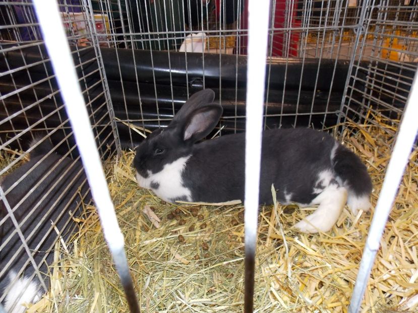  - EXPO-2017- NATIONALA AUSTRIEI WELS