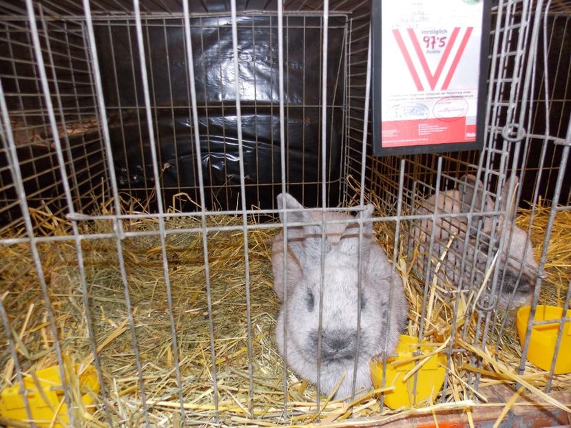  - EXPO-2017- NATIONALA AUSTRIEI WELS