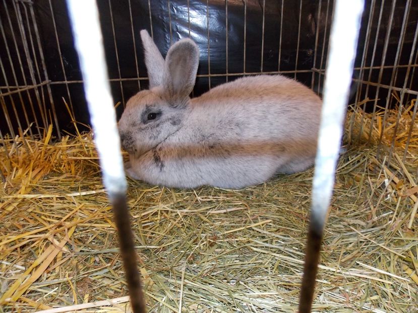  - EXPO-2017- NATIONALA AUSTRIEI WELS