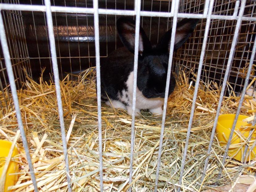  - EXPO-2017- NATIONALA AUSTRIEI WELS