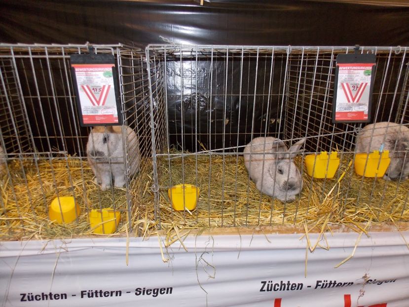  - EXPO-2017- NATIONALA AUSTRIEI WELS