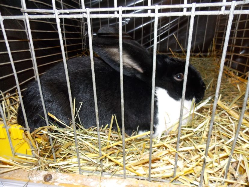  - EXPO-2017- NATIONALA AUSTRIEI WELS