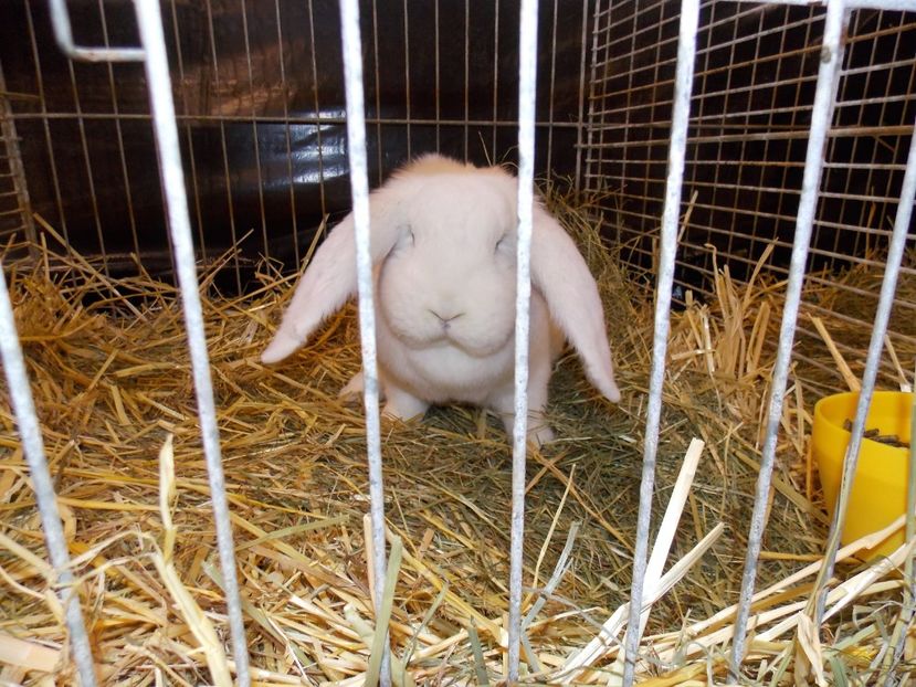  - EXPO-2017- NATIONALA AUSTRIEI WELS