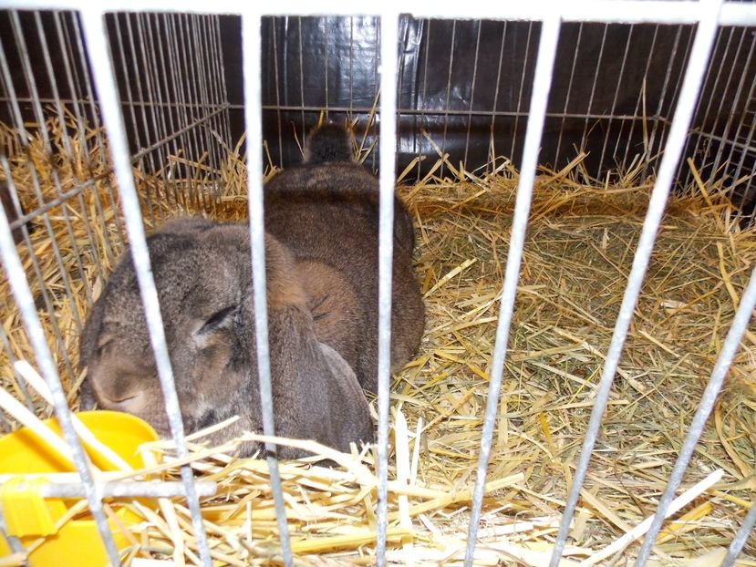  - EXPO-2017- NATIONALA AUSTRIEI WELS