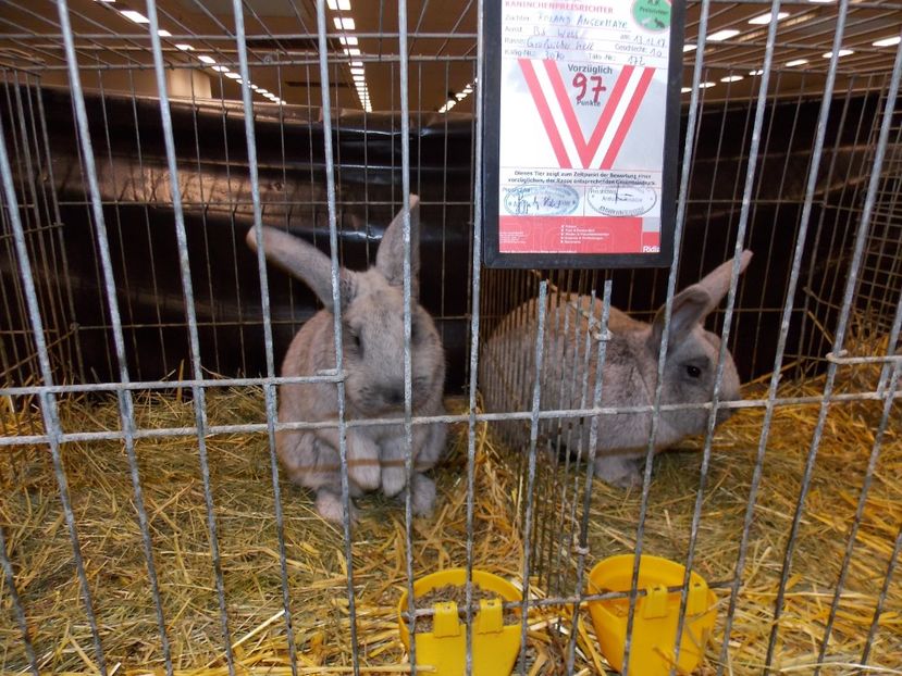  - EXPO-2017- NATIONALA AUSTRIEI WELS