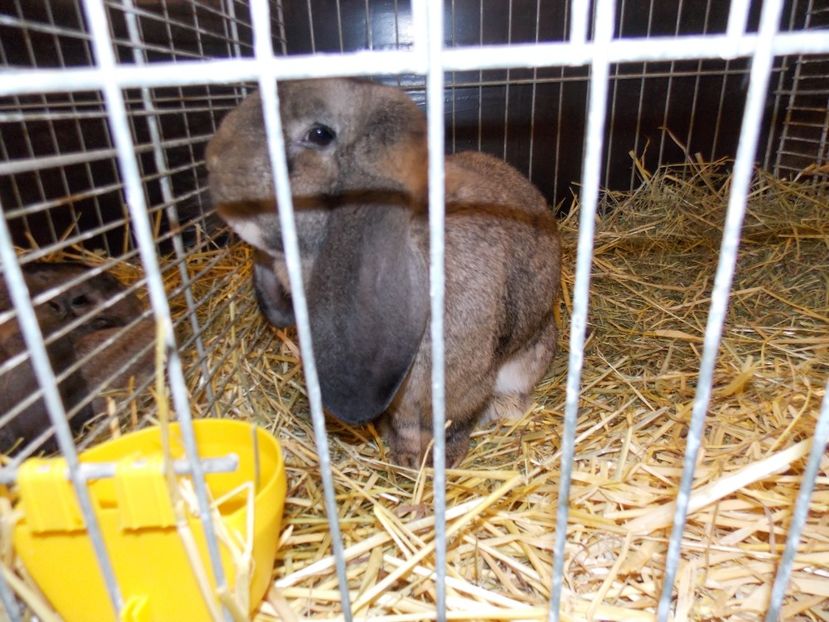  - EXPO-2017- NATIONALA AUSTRIEI WELS