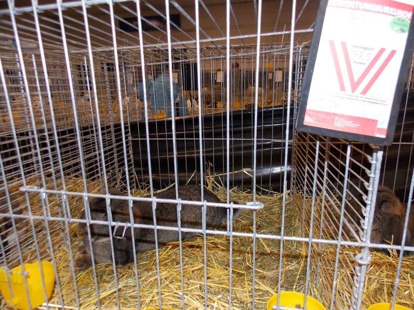  - EXPO-2017- NATIONALA AUSTRIEI WELS