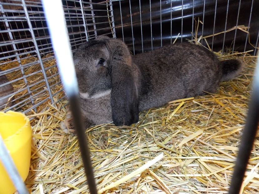  - EXPO-2017- NATIONALA AUSTRIEI WELS