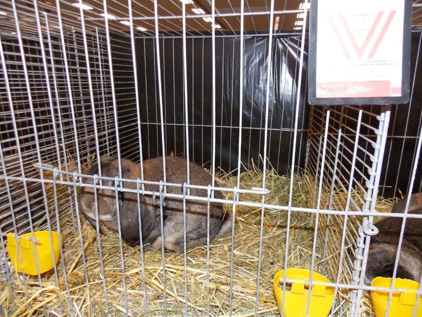  - EXPO-2017- NATIONALA AUSTRIEI WELS