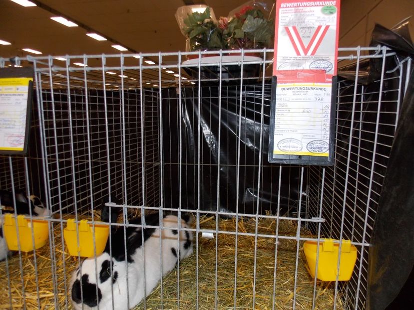  - EXPO-2017- NATIONALA AUSTRIEI WELS