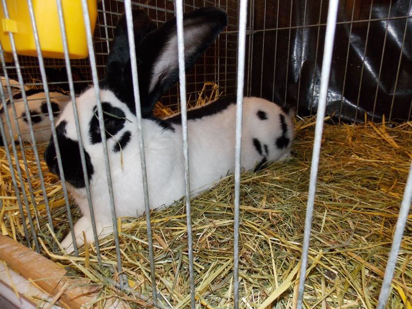  - EXPO-2017- NATIONALA AUSTRIEI WELS