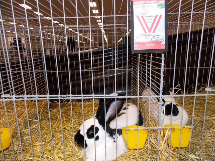  - EXPO-2017- NATIONALA AUSTRIEI WELS