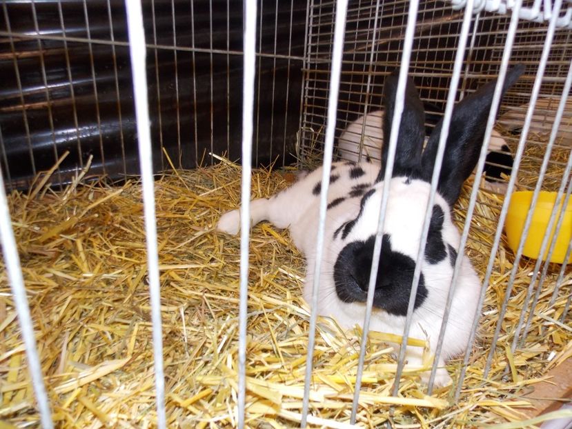  - EXPO-2017- NATIONALA AUSTRIEI WELS