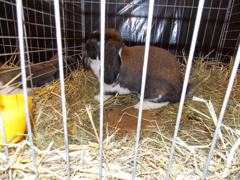  - EXPO-2017- NATIONALA AUSTRIEI WELS