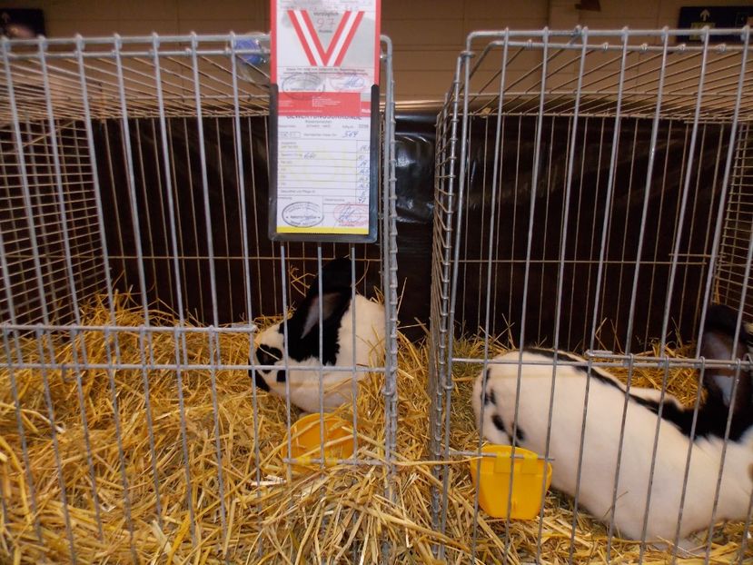  - EXPO-2017- NATIONALA AUSTRIEI WELS