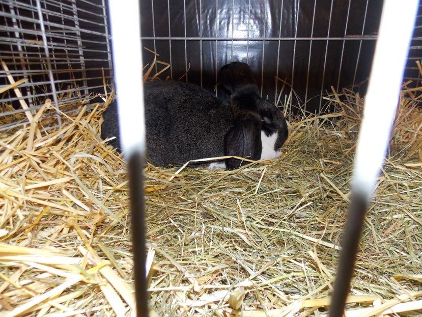  - EXPO-2017- NATIONALA AUSTRIEI WELS