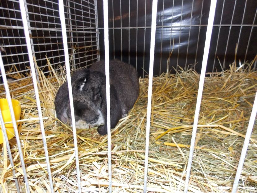  - EXPO-2017- NATIONALA AUSTRIEI WELS