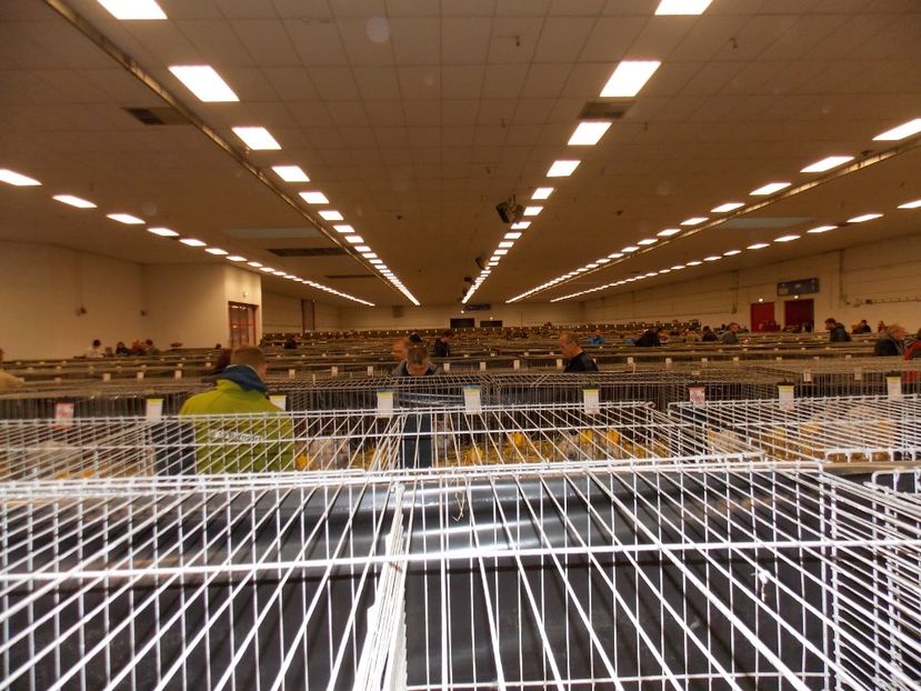  - EXPO-2017- NATIONALA AUSTRIEI WELS