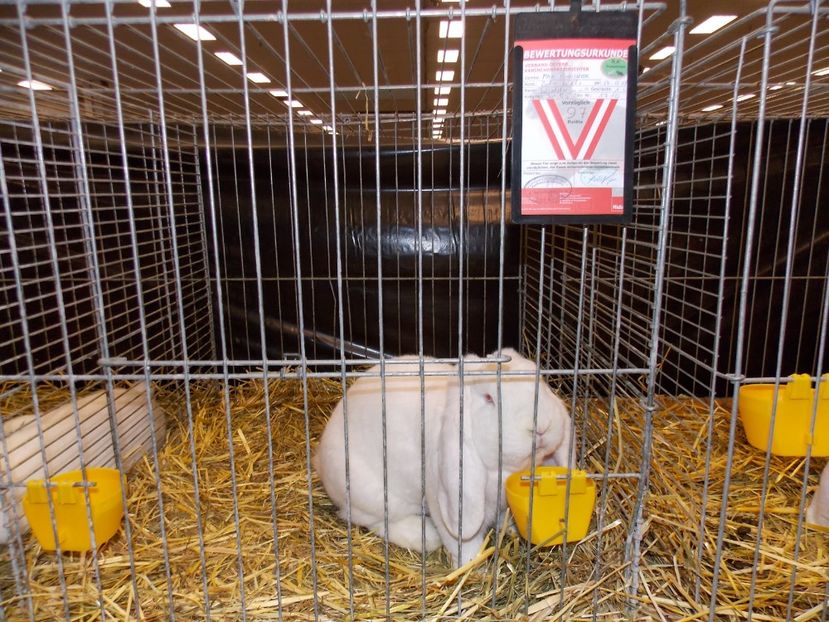  - EXPO-2017- NATIONALA AUSTRIEI WELS