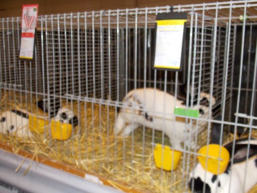  - EXPO-2017- NATIONALA AUSTRIEI WELS