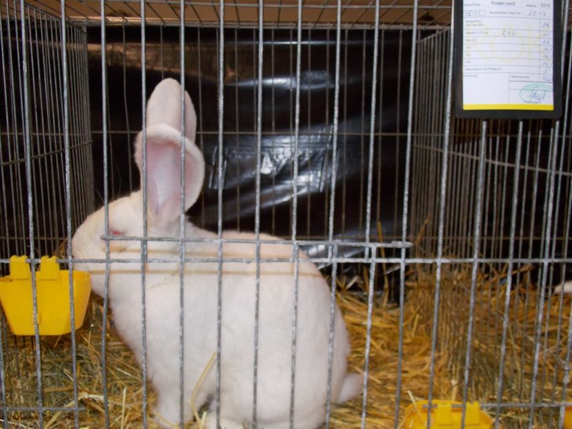  - EXPO-2017- NATIONALA AUSTRIEI WELS