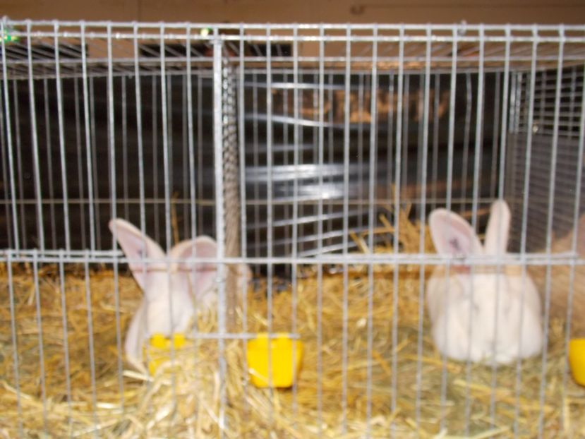  - EXPO-2017- NATIONALA AUSTRIEI WELS