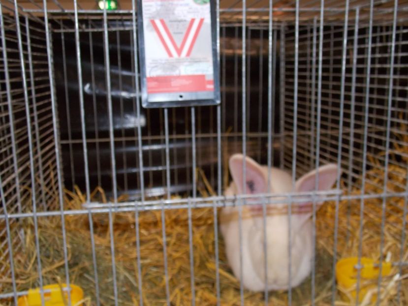  - EXPO-2017- NATIONALA AUSTRIEI WELS