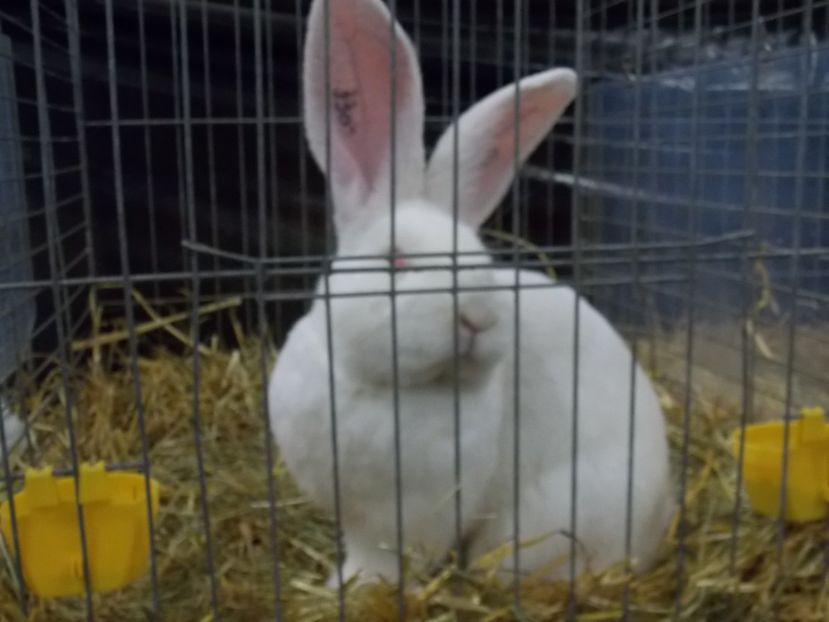  - EXPO-2017- NATIONALA AUSTRIEI WELS