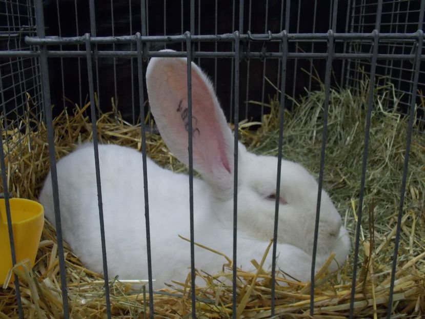  - EXPO-2017- NATIONALA AUSTRIEI WELS