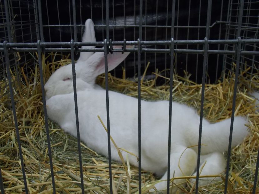  - EXPO-2017- NATIONALA AUSTRIEI WELS