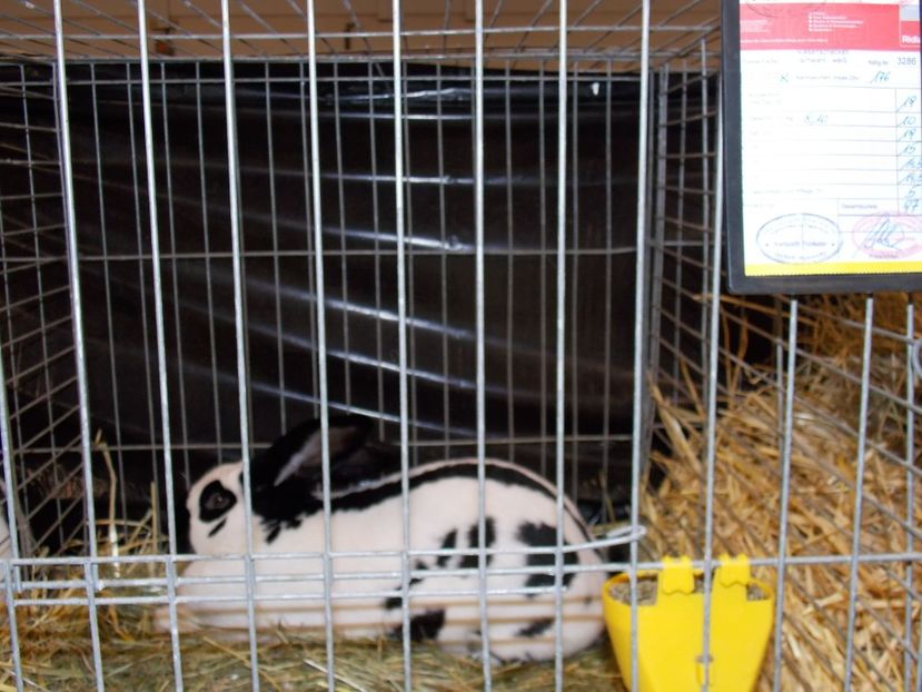  - EXPO-2017- NATIONALA AUSTRIEI WELS