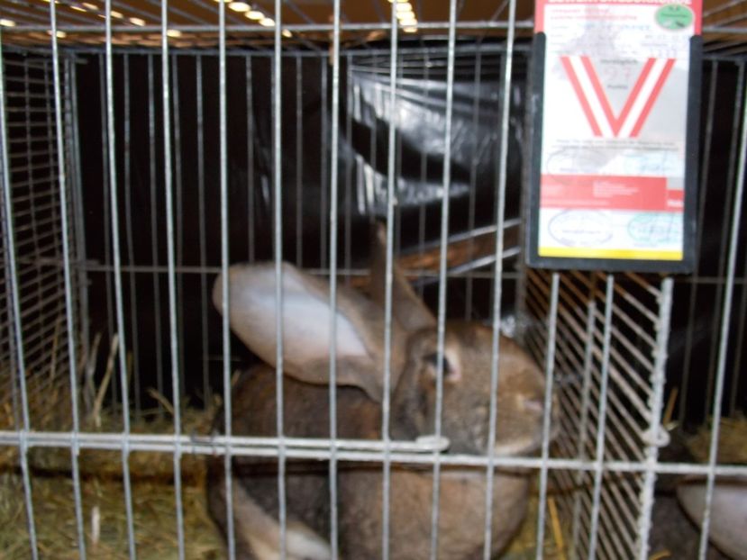  - EXPO-2017- NATIONALA AUSTRIEI WELS