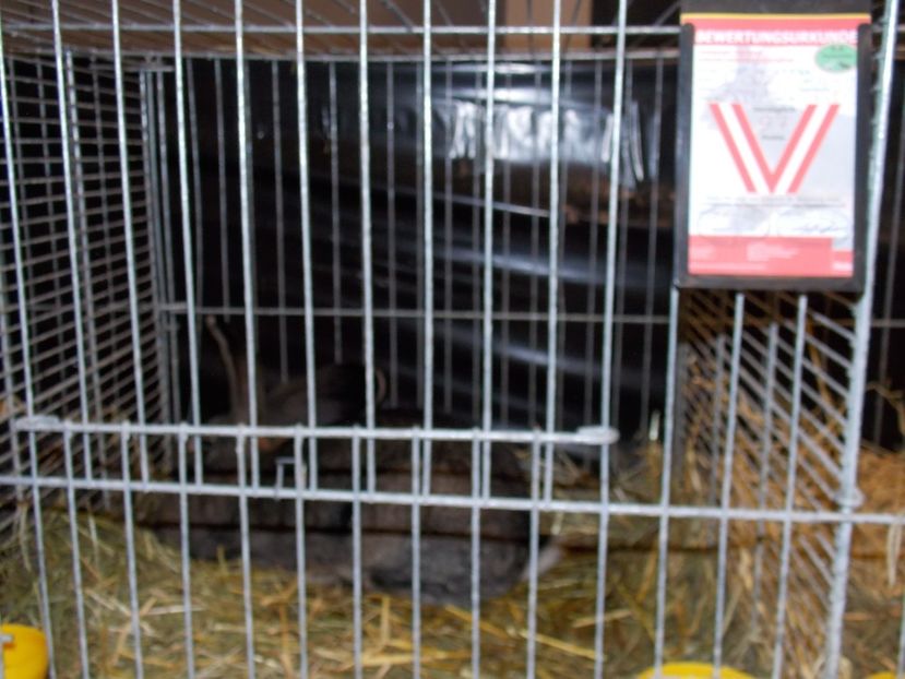  - EXPO-2017- NATIONALA AUSTRIEI WELS