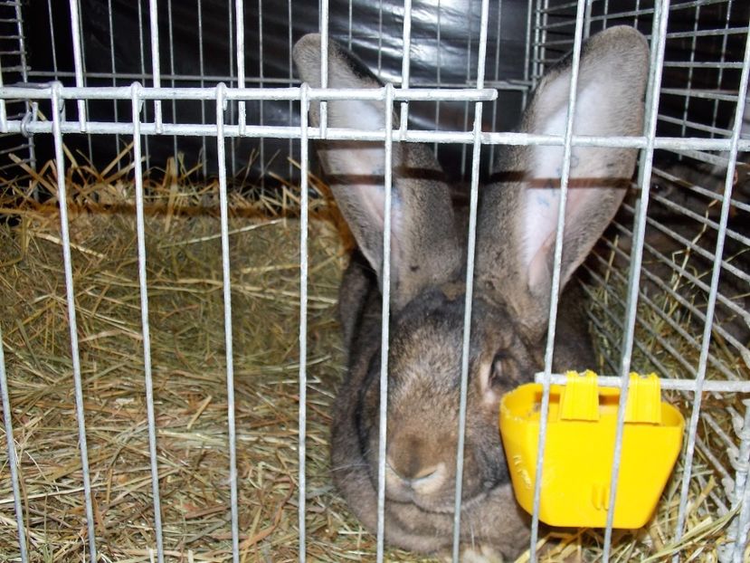  - EXPO-2017- NATIONALA AUSTRIEI WELS