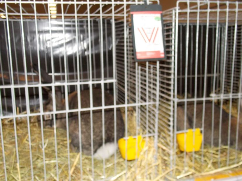  - EXPO-2017- NATIONALA AUSTRIEI WELS