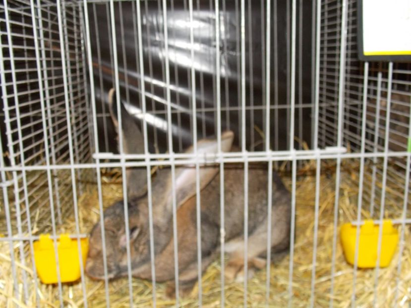  - EXPO-2017- NATIONALA AUSTRIEI WELS