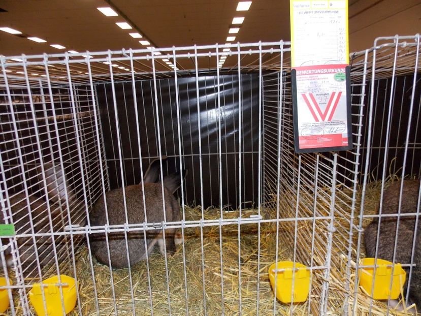  - EXPO-2017- NATIONALA AUSTRIEI WELS