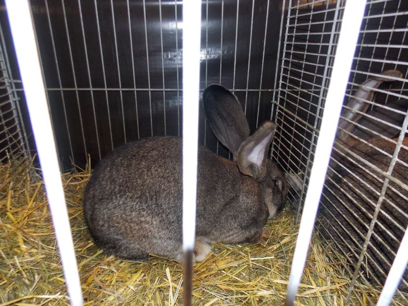  - EXPO-2017- NATIONALA AUSTRIEI WELS