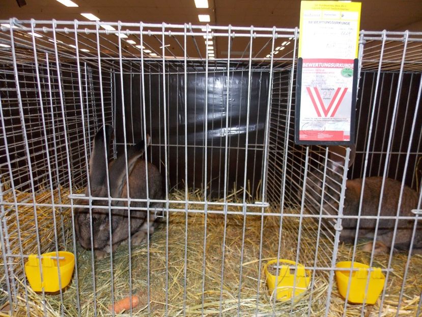  - EXPO-2017- NATIONALA AUSTRIEI WELS