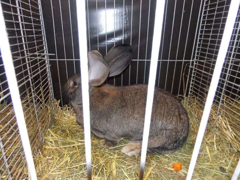  - EXPO-2017- NATIONALA AUSTRIEI WELS